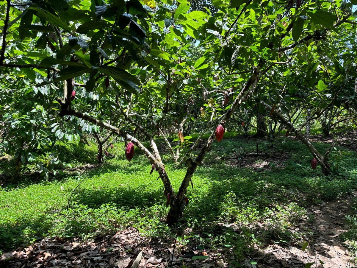 Cultivo Del Cacao D Nde Se Cultiva El Del Cacao Chocante