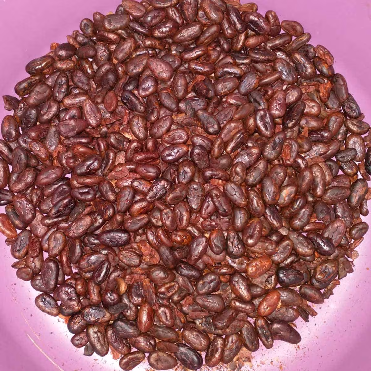 Co warto wiedzieć o ziarnie kakaowca? 2 cz6 1