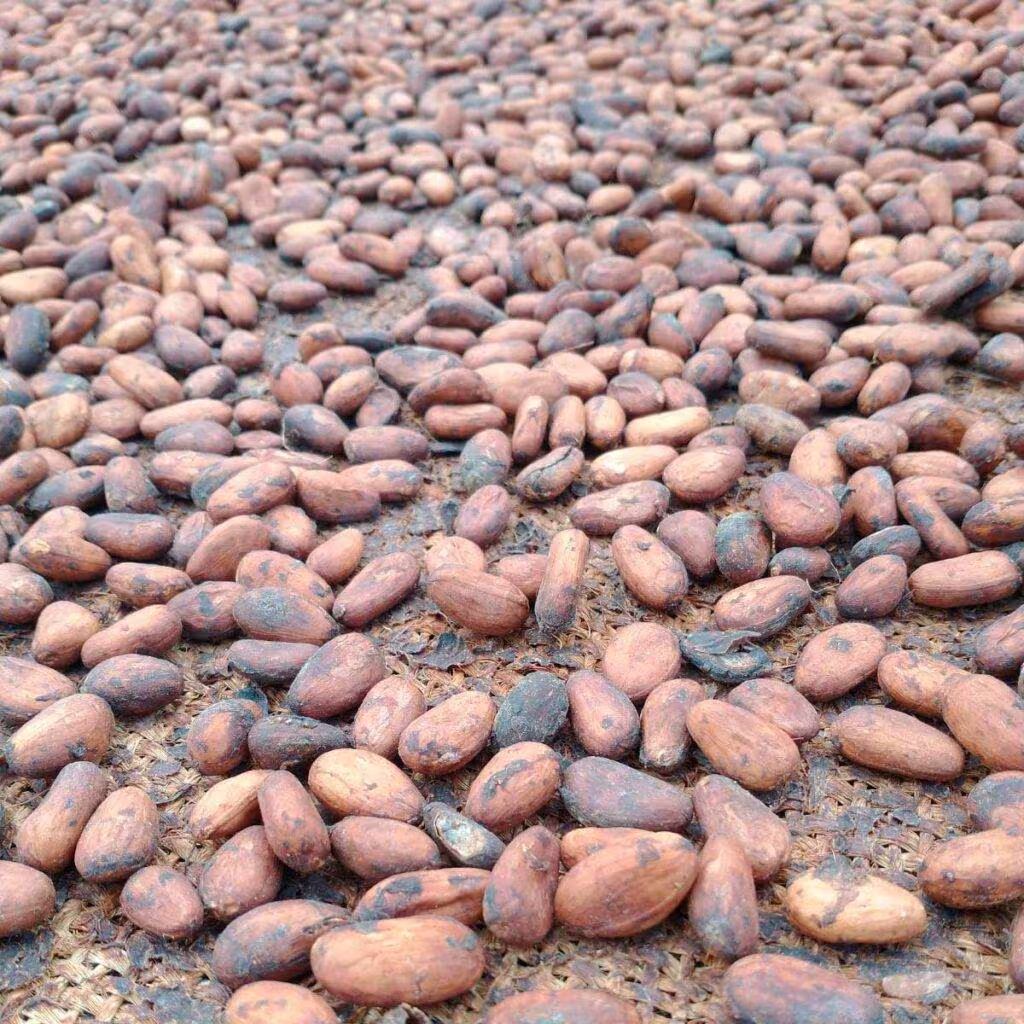 Co warto wiedzieć o ziarnie kakaowca? 3 meksyk ziarna criolloi i guayaquil 1024x1024 1