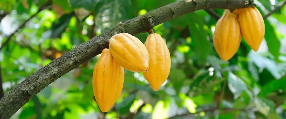 owoce kakao 1200x500 1