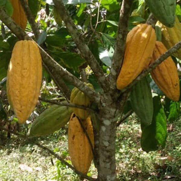 Ceremonial Cacao - Venezuela Río Caribe - 100% Cacao Paste. - Image 4