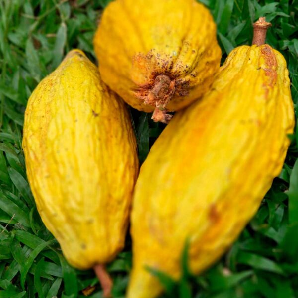 Cacao nibs (Crushed Grain) - Venezuela Río Caribe - Image 3