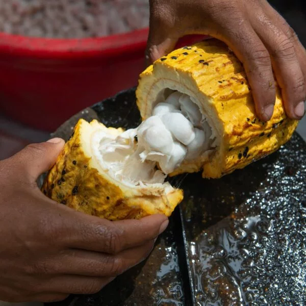 Kakao Ceremonialne - Ecuador Manabí - 100% Pasta Kakao - obrazek 4