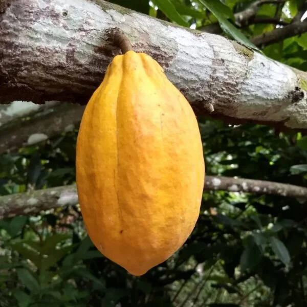 Ceremonial Cacao - Ghana Volta - 100% Cacao Paste. - Image 4