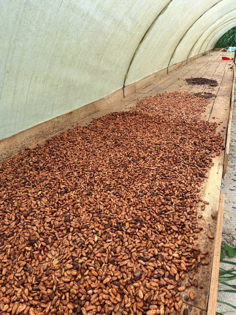 suszenie ziaren kakao