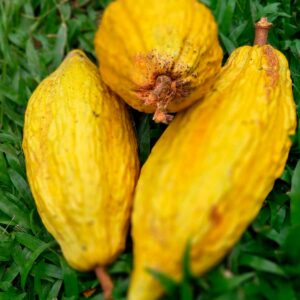 Raw Bio Cacao Beans - Perú Criollo Crudo Orgánico