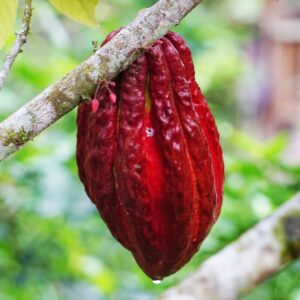 Ceremonial Cacao - Dominicana San Cristóbal - 100% Cacao Paste