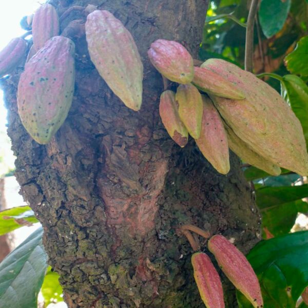owoce criolo na kakaowcu
