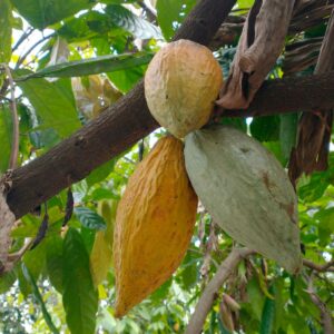 Masło Kakaowe Bio - Perú Aromático Orgánico