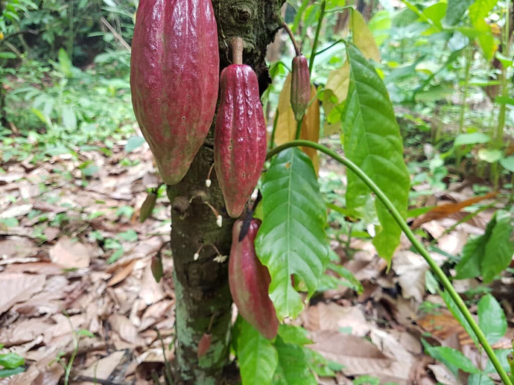 Cocoa cultivation (Criolllo cocoa growing on a tree)